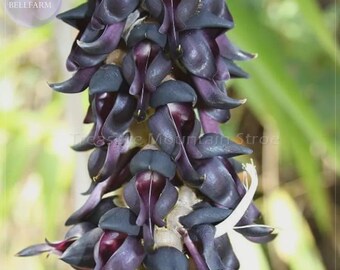 Rare Mucuna Pruriens Black Jade Vine Seeds, 5 seeds