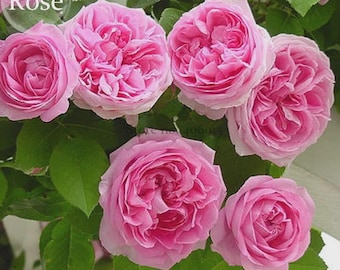 Qiao San Big Pink Turbine-like Climbing Rose Plant, 50 seeds, climber gardening