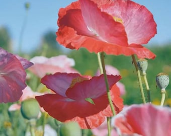 Corn Poppy Mixed Colors Seeds – Cold Tolerant, Easy to Grow, Low Maintenance