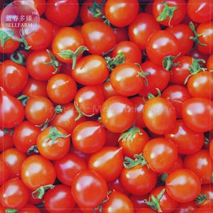 Könnte beinhalten: Eine große Ansammlung frischer, leuchtend roter Kirschtomaten, die jeweils einen kleinen grünen Stielansatz haben. Die Tomaten sind rund, glatt und glänzend und liegen dicht beieinander, sodass sie den gesamten Bildausschnitt ausfüllen.
