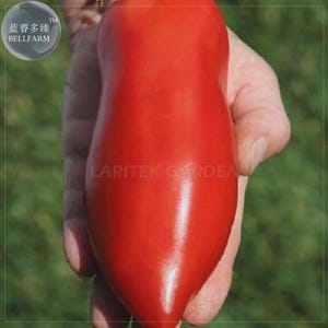 Jersey Devil Tomato Seeds, 100 Seeds, long red sweet tomatoes
