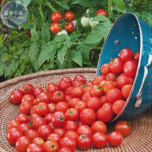 Könnte beinhalten: Ein blaugrünes Metall-Sieb, das auf der Seite liegt und zahlreiche leuchtend rote Kirschtomaten auf ein geflochtenes Weidentablett schüttet. Im Hintergrund ist eine grüne Tomatenpflanze mit reifenden roten Tomaten und dem Text BELLFARM zu sehen.
