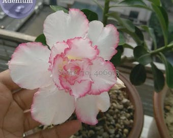 Pink Lover' Water Pink White Desert Rose Adenium with edge, 2 seeds