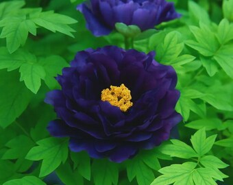 Blue Peony Seeds, 5 Seeds, rare new dark big blooms peony flowers strong fragrant