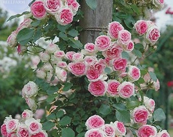 Rose White Pink Big Blooming Seeds, 50 seeds, diameter 20cm dense garden climbing flowers