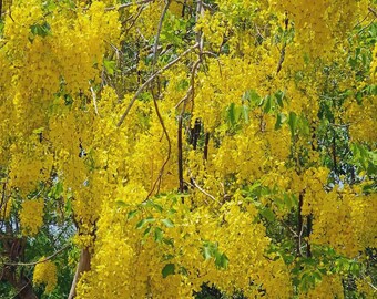 Golden Shower Tree Seeds - Cassia fistula, Abundant Blooms, Sausage Pods, Full Sun