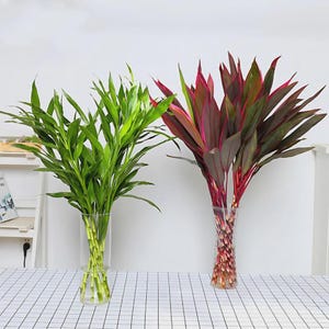 Könnte beinhalten: Zwei klare Glasvasen mit dekorativen Pflanzen. Die linke Vase enthält hellgrüne Bambusstängel mit langen, spitzen Blättern. Die rechte Vase enthält Cordyline-Stängel mit tief burgunderrotem und magentafarbenem Laub sowie leuchtend roten Stielen.