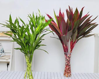 20 Mixed Lucky Bamboo Seeds