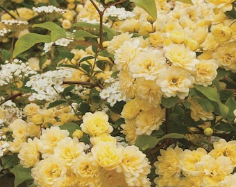 50 Lady Banks Yellow Climbing Rose Flower Seeds