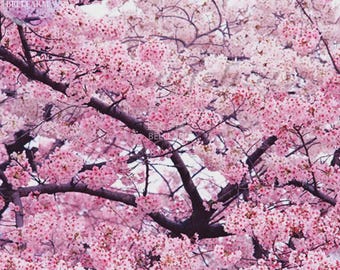 apanese Pink Cherry Blossom Sakura Tree, 20 seeds, Oriental Sweet Prunus Flower Seeds