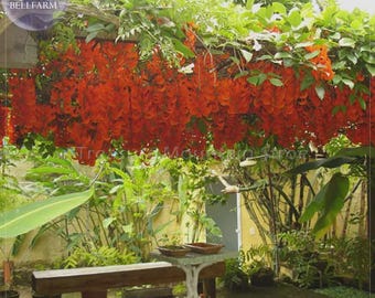 5 Rare Mucuna Benettii Red Jade Vine Seeds, woody climbing perennial flowers