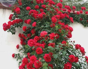 Climbing Rose Seeds, Dark Red Blooms, 50 Pack, Vertical Garden Plant