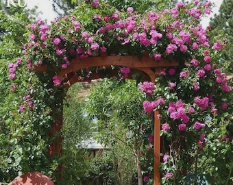 aiwai Purple Climbing Rose Big Blooming Flowers, 50 seeds, light fragrant easy to grow