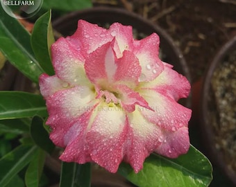 Changing Faces' Adenium Desert Rose, 2 Seeds, big blooms pink yellow double petals