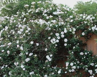 Single Petalled White Climbing Rose Flower, 50 Seeds, strong fragrant garden climbing flowers