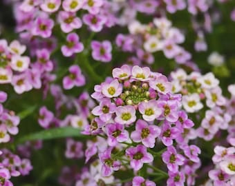 Purple Sweet Alyssum Seeds – Purple Flowers, Easy to Grow, Low Maintenance