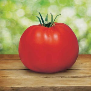 Könnte beinhalten: Eine einzelne, runde, leuchtend rote Tomate mit glatter, glänzender Haut und einem kleinen, grünen, sternförmigen Stielansatz an der Oberseite. Die Tomate ist mittig platziert und zeigt ihre kräftige Farbe sowie ihre feste, runde Form.