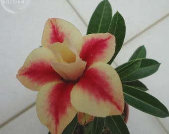 Peach Crispy Noodles' Adenium Desert Rose, 2 Seeds, big blooms dark red golden double petals