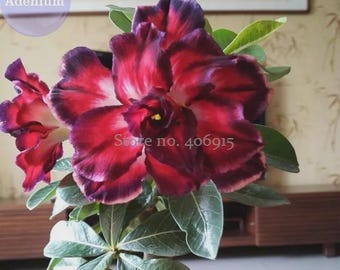 Strongylodon Orange Jade Vine Perennial Climbing Flower Seeds, 5 seeds