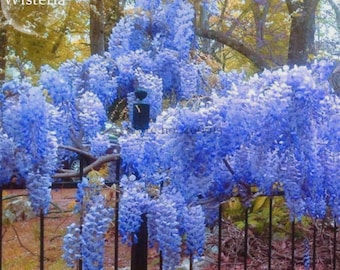 Blue Yard Chinese Wisteria Climbing Plants, 5 seeds, purple floribunda wisteria vine