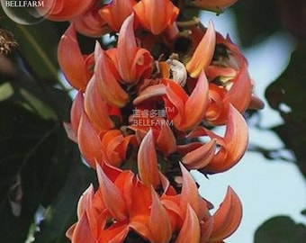 Strongylodon Orange Jade Vine Perennial Climbing Flower Seeds, 5 seeds