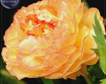 Golden Yellow Peony Tree Flower Seeds,, 5 Seeds , strong fragrant big blooms home garden