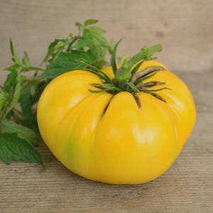 Könnte beinhalten: Eine große, leuchtend gelbe Fleischtomate mit gerippter, gelappter Form und einem grünen Stielansatz. Die Tomate hat eine glatte, glänzende Schale mit einem dezenten grünen Schimmer an der Basis und wird von einer kleinen Gruppe grüner Blätter begleitet.