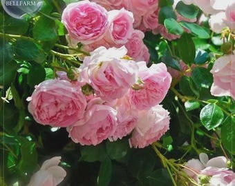 Rose Heirloom Climbing Flower Seeds, 50 Seeds, strong fragrant attracting bees butterflies