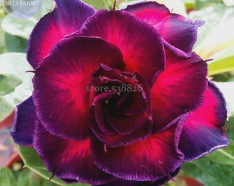 Ge Woo' Taiwan Adenium Desert Rose, 2 Seeds, 4-layer purple fire red double petals