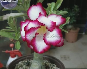 Cyclone' Double Adenium Desert Rose, 2 Seeds, white petals with rose red edge