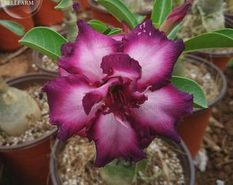 Purple Angel' Adenium Desert Rose, 2 Seeds, bright purple double petals