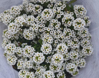 White Sweet Alyssum Seeds – Purple Flowers, Easy to Grow, Low Maintenance
