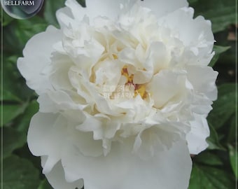 Peony Purely White Cream White Flower Seeds big blooms home garden smell fragrant flowers