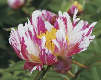 The Rarest Multi-colored Delightfully Ruffled Twisted Japanese Peony Tree 5 Seeds