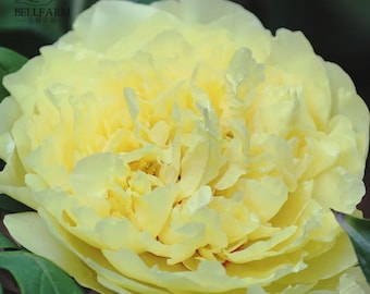 Peony 'Goden Years' Gold Flowers Seeds 5PCS Heirloom Big Fragrant Double Flowers