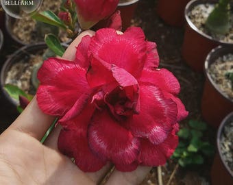Black Peacock' Adenium Desert Rose, 2 Seeds, deep red double petals