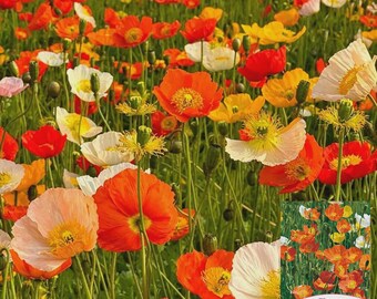 Iceland Poppy Seeds – Perennial Flower Variety, Easy to Grow, Showy Petals, Highly Ornamental
