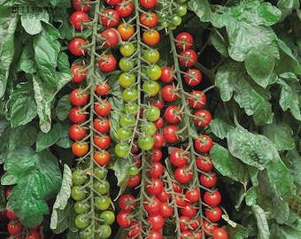 Tomato 'Rapunzel' Green Red Bonsai Cherry Tomato, 100pcs 'Seeds