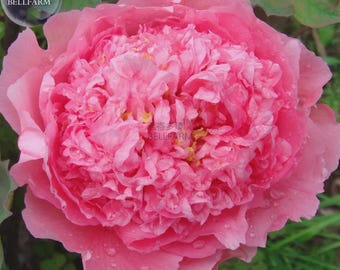 Rose Pink Peony Shrub Flowers 4-layer outer petals big ball inner 5 seeds