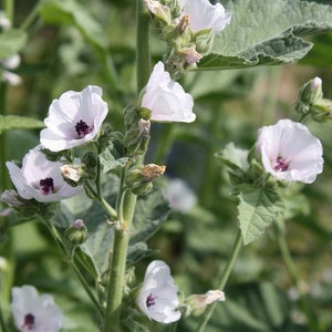 Marshmallow Root, Althaea officinalis, Certified Organic