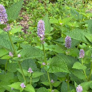 Anise Hyssop, Agastache foeniculum, Dried Leaves, Organic, Garden Grown