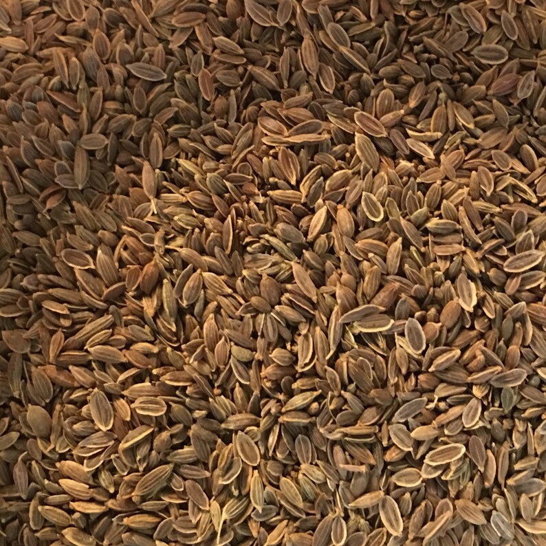 Dill Seed graveolens 1 oz. Etsy