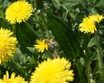 Dandelion Leaf, Taraxicum officinale, Certified Organic