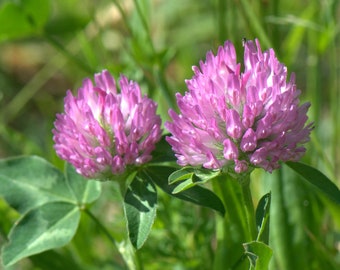 Red Clover Herb, Cut, Trifolium pretense, Dried Herb