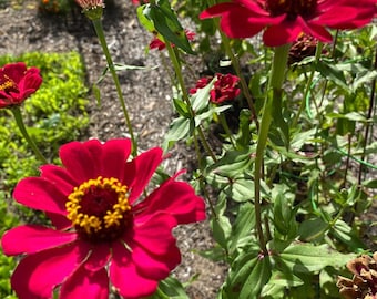 Zinnias Giant Mix Flower Seeds | Organic | Heirloom | Pollinator Friendly | Bee Garden | Non-GMO