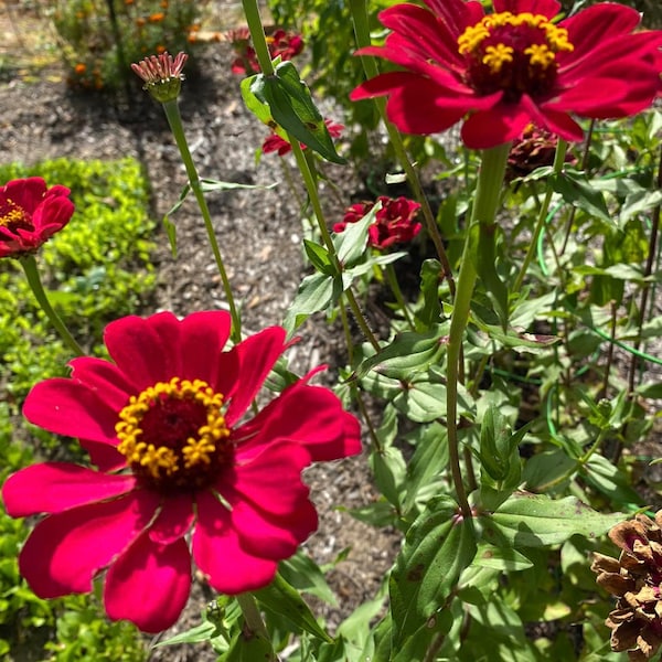 Zinnias Giant Mix Flower Seeds | Organic | Heirloom | Pollinator Friendly | Bee Garden | Non-GMO