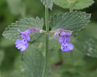 Catnip Herb, Nepeta cataris, Certified Organic