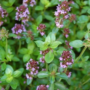 Thyme Leaves, Thymus vulgaris, Certified Organic