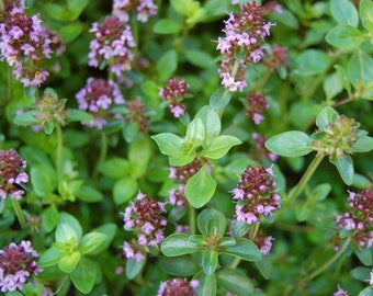 Thyme Leaves, Thymus vulgaris, Certified Organic