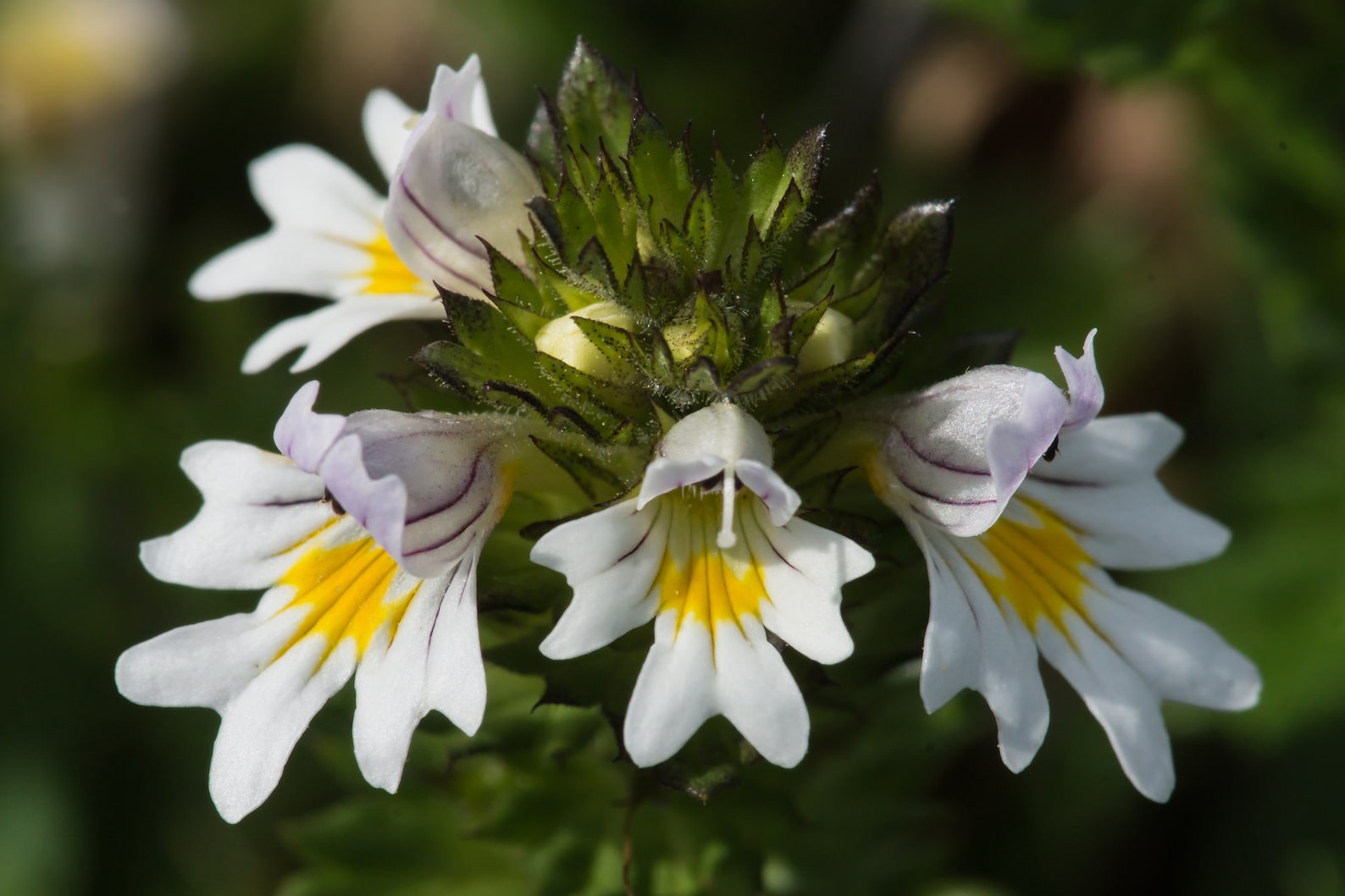 Eyebright Herb Powder Euphrasia Rostkviana Etsy